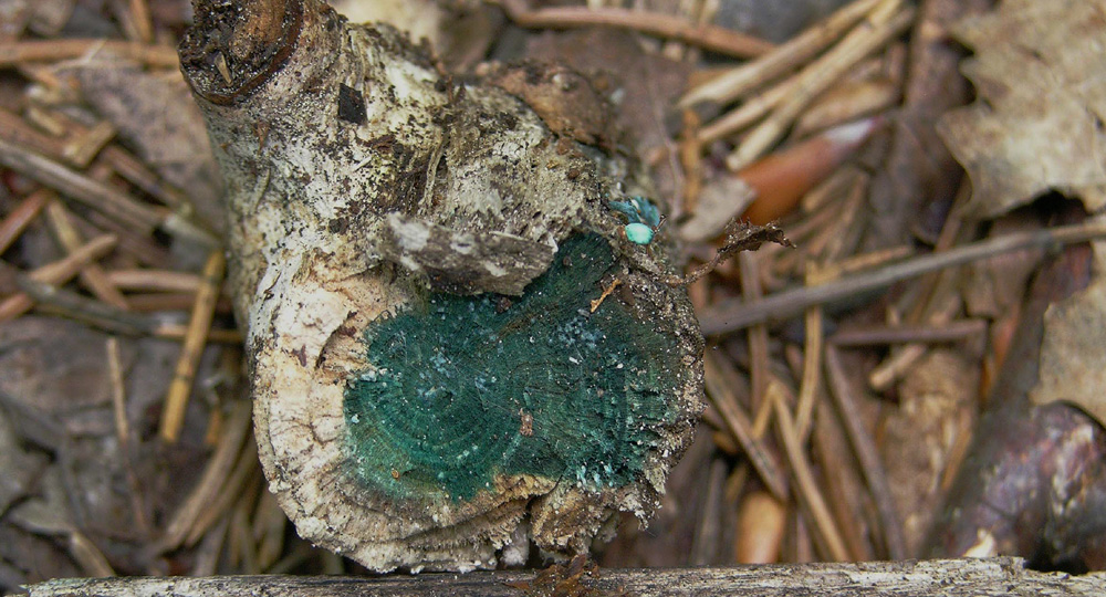 Chlorociboria aeruginascens (Nyl.) Kanouse ex C.S. Ramamurth